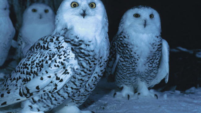 snow owls