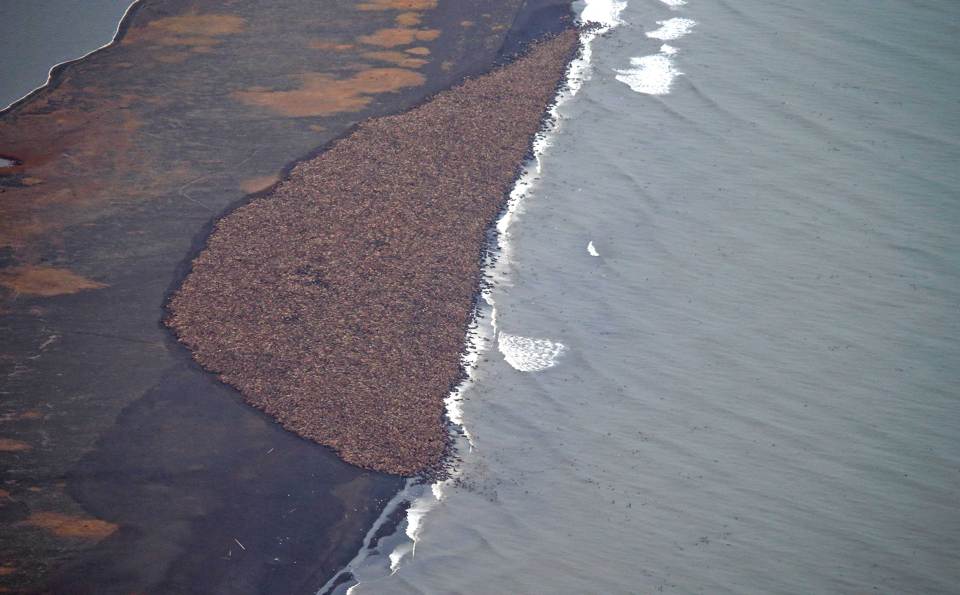 pacific walrus looking for place to rest