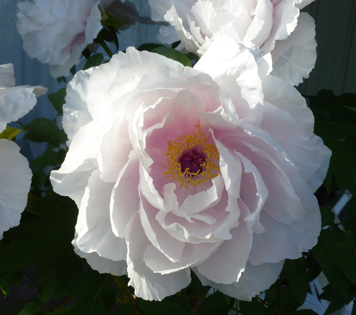 giant tree peony from H H Alexdandra's pot garden